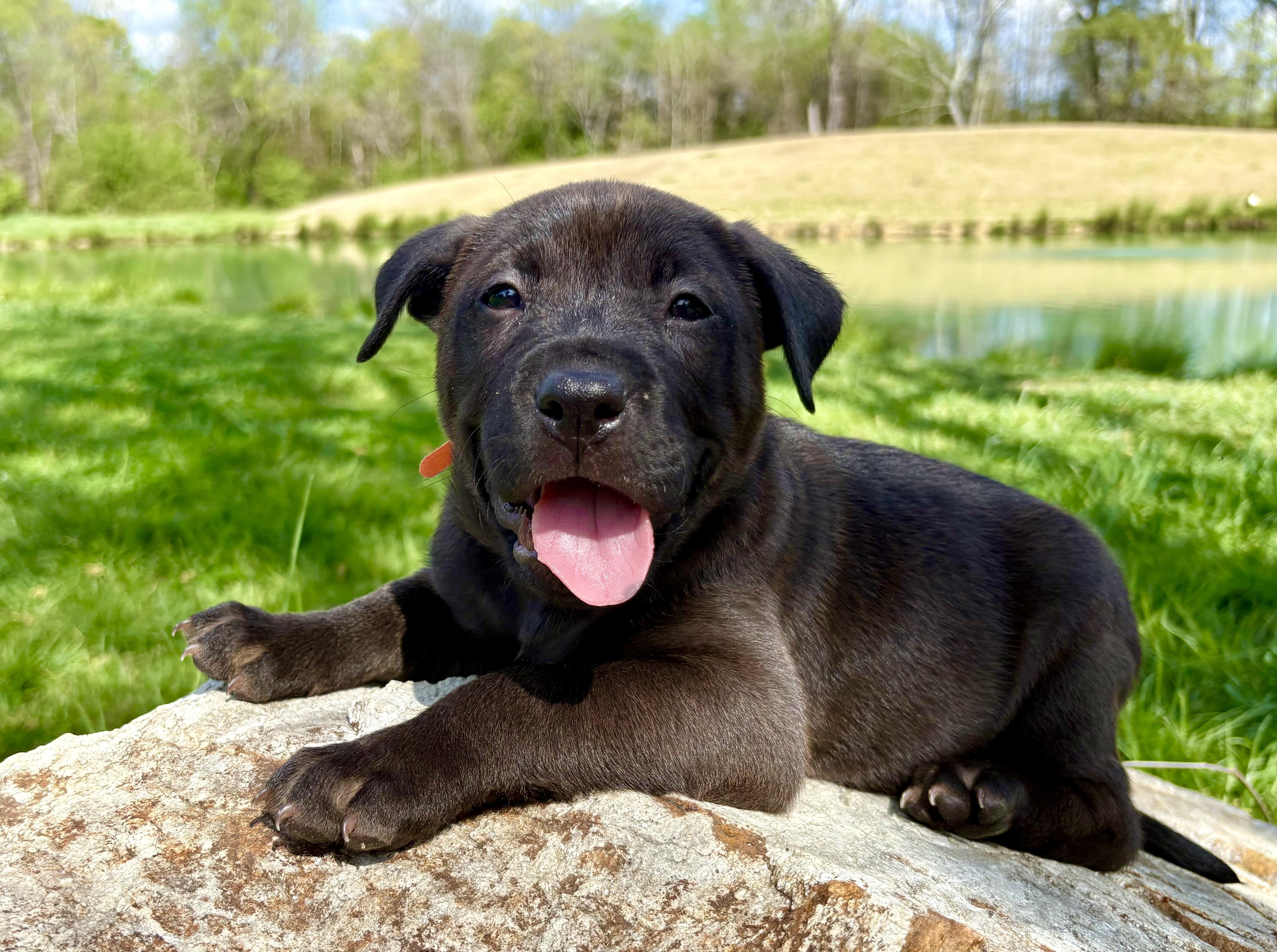 Enlarge Curry, an adopted mixed breed in Pittsboro, NC image 4/6