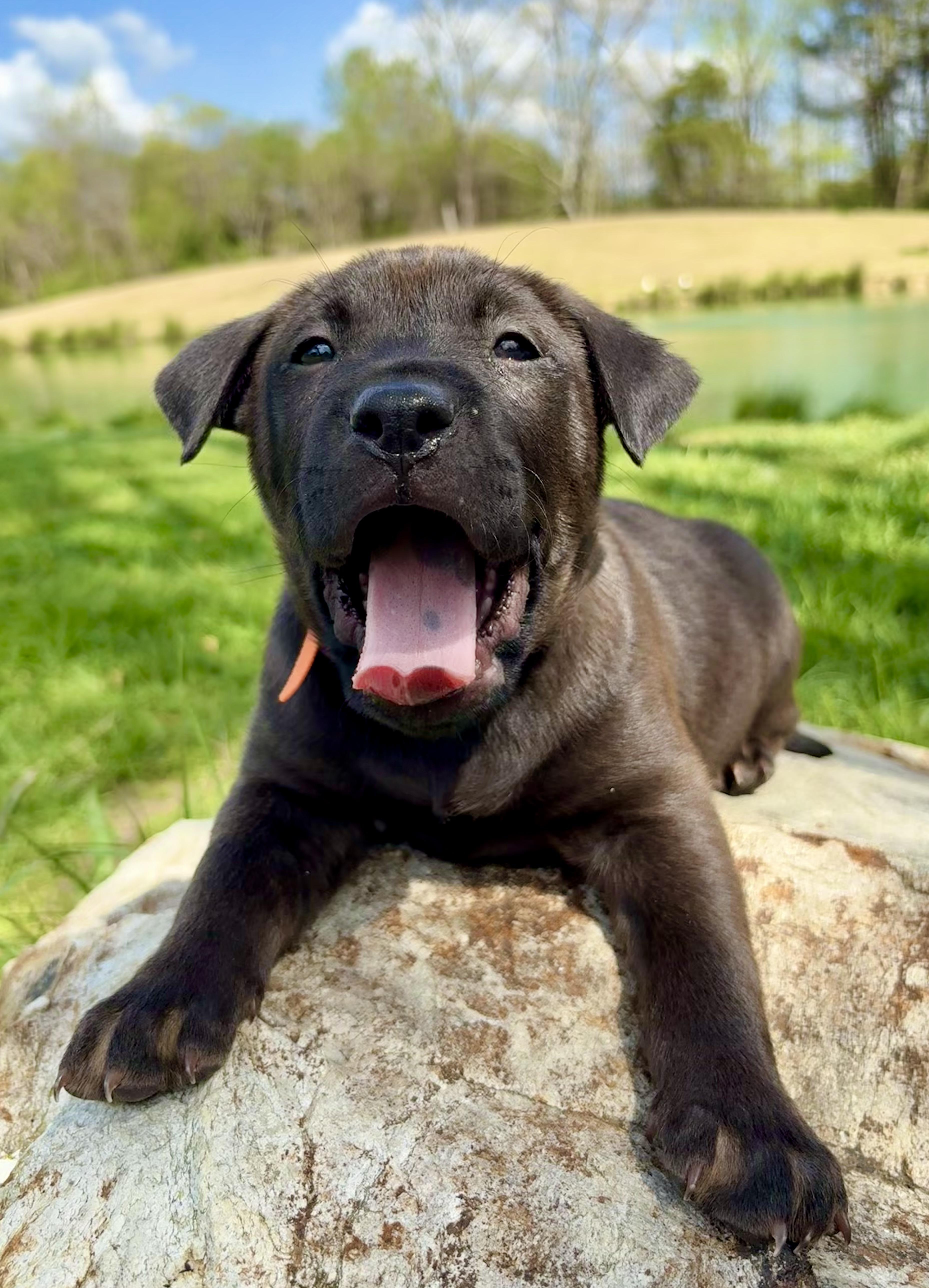 Enlarge Curry, an adopted mixed breed in Pittsboro, NC image 1/6