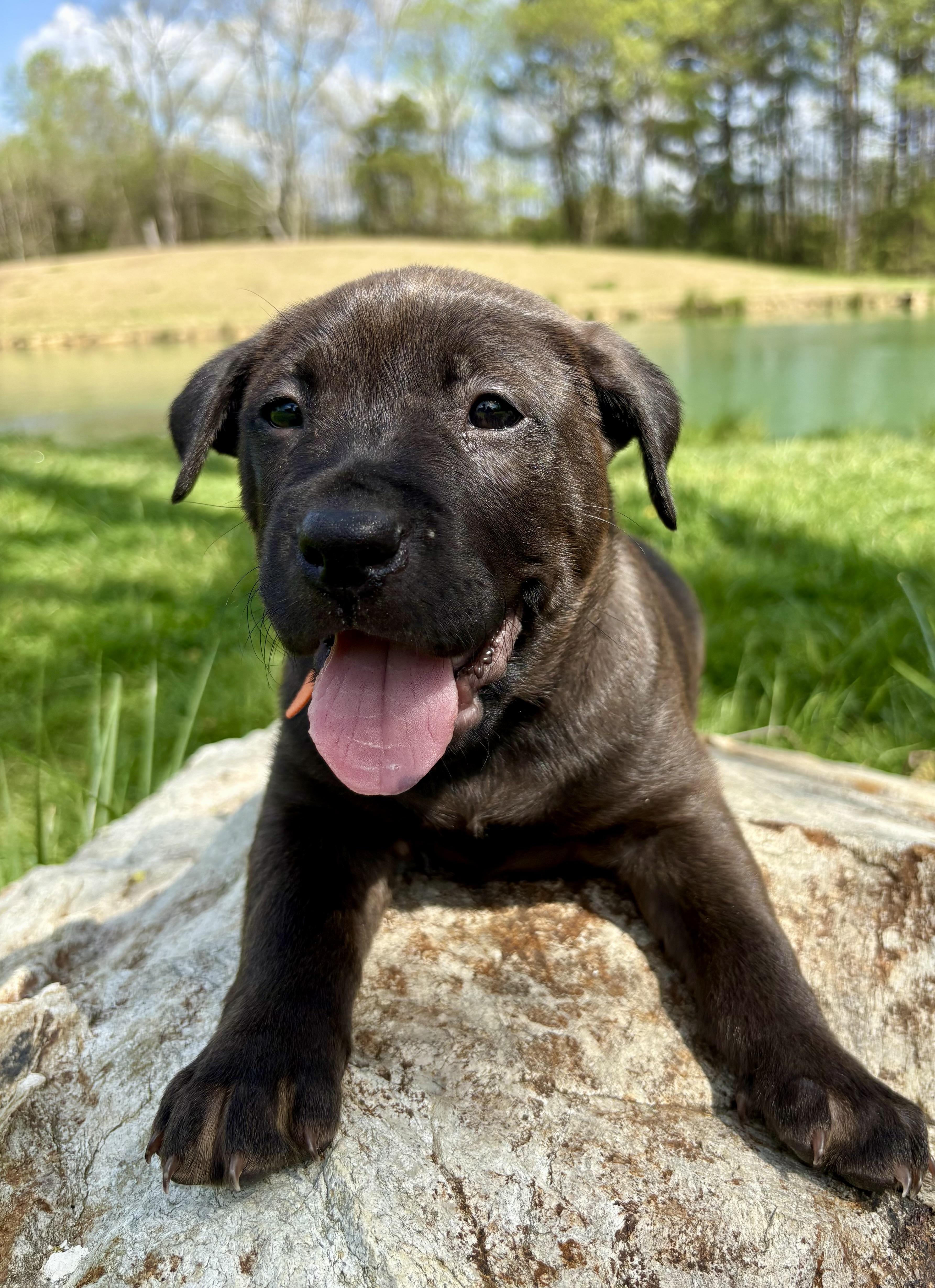 Enlarge Curry, an adopted mixed breed in Pittsboro, NC image 2/6