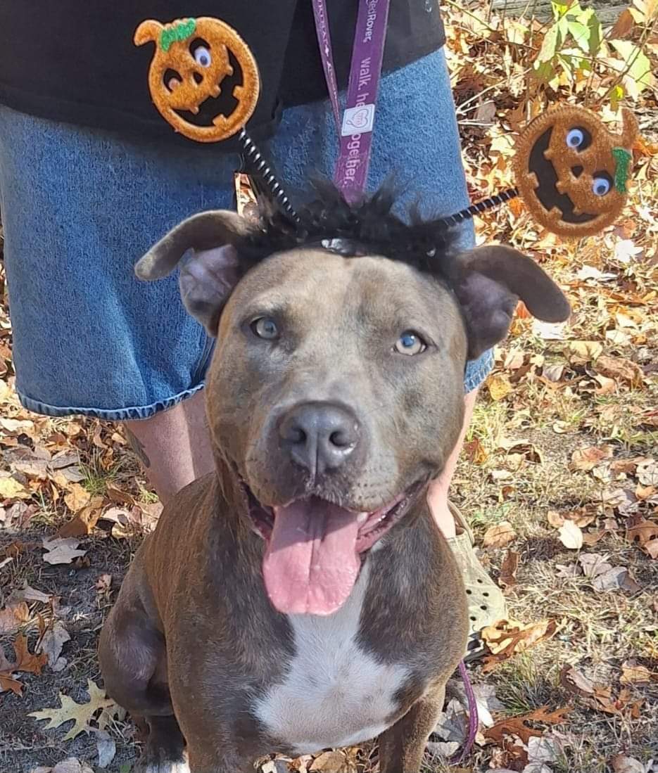 Penny S, a Adoptable Mixed Breed in CAPE MAY, NJ image 5/6