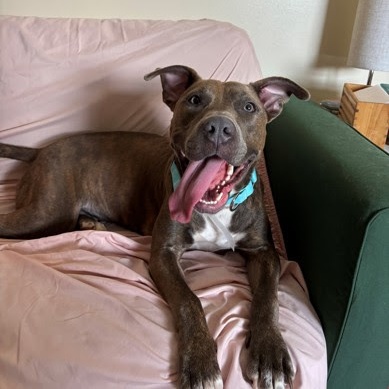 Penny S, a Adoptable Mixed Breed in CAPE MAY, NJ image 3/6