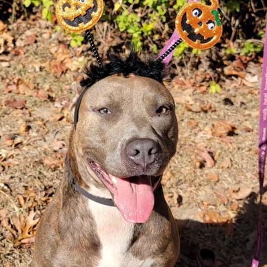 Penny S, a Adoptable Mixed Breed in CAPE MAY, NJ image 1/6