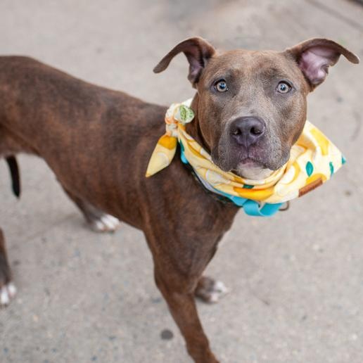 Penny S, a Adoptable Mixed Breed in CAPE MAY, NJ image 6/6