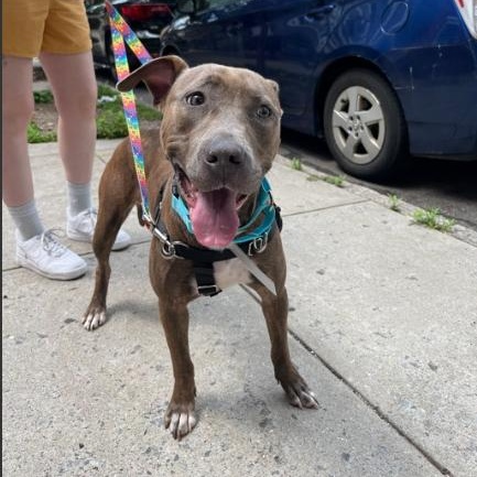 Penny S, a Adoptable Mixed Breed in CAPE MAY, NJ image 2/6