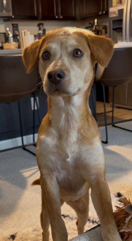 Coltonobre / Callie, a Adoptable mixed breed in Broomfield, CO image 2/5