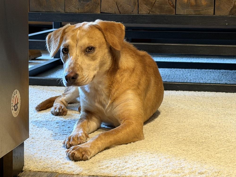 Coltonobre / Callie, a Adoptable mixed breed in Broomfield, CO image 3/5