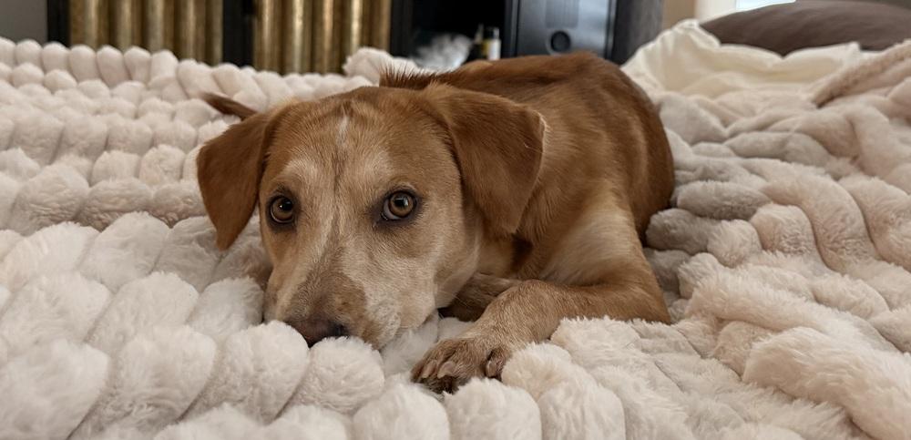Coltonobre / Callie, a Adoptable mixed breed in Broomfield, CO image 4/5
