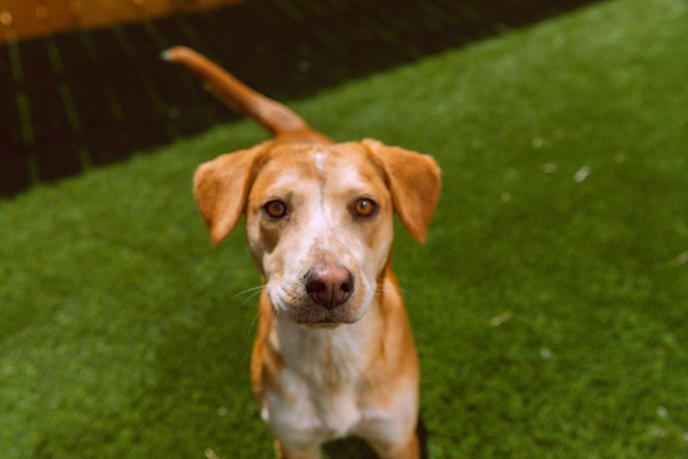 Enlarge Coltonobre / Callie, a Adoptable mixed breed in Broomfield, CO image 2/6