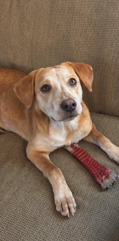 Enlarge Coltonobre / Callie, a Adoptable mixed breed in Broomfield, CO image 2/6