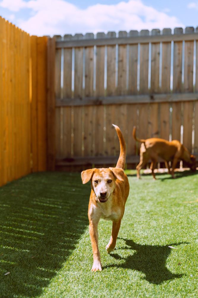 Enlarge Coltonobre / Callie, a Adoptable mixed breed in Broomfield, CO image 3/6