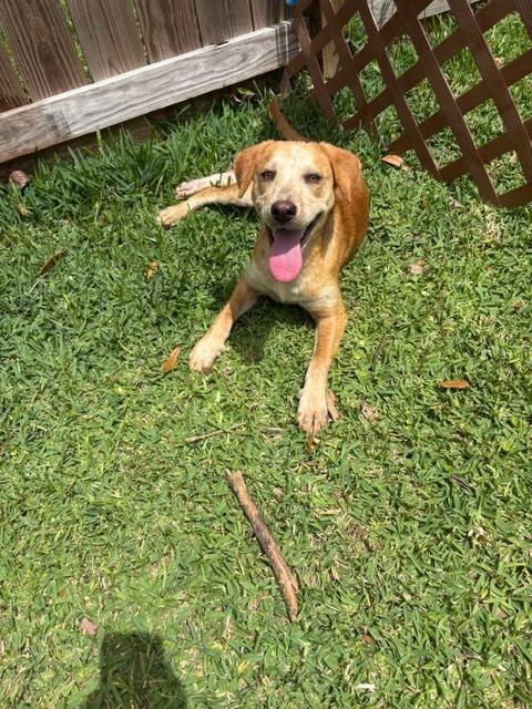 Enlarge Coltonobre / Callie, a Adoptable mixed breed in Broomfield, CO image 2/3