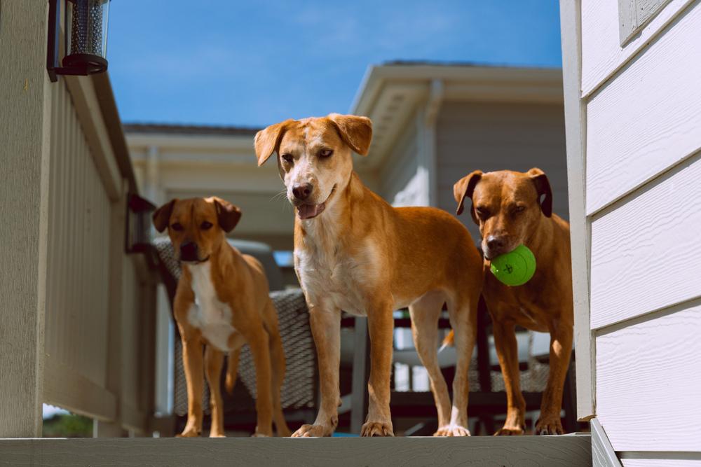 Enlarge Coltonobre / Callie, a Adoptable mixed breed in Broomfield, CO image 4/6