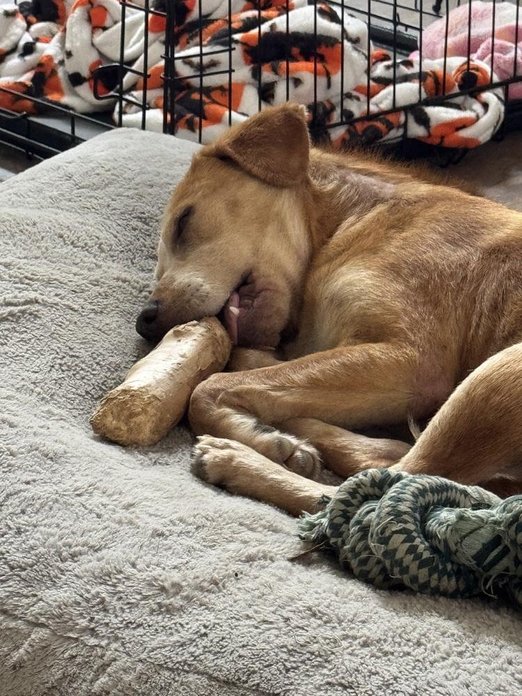 Enlarge Coltonobre / Callie, a Adoptable mixed breed in Broomfield, CO image 5/6