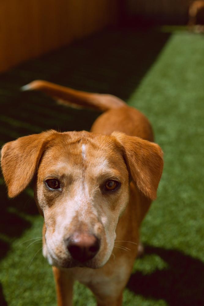 Enlarge Coltonobre / Callie, a Adoptable mixed breed in Broomfield, CO image 5/6