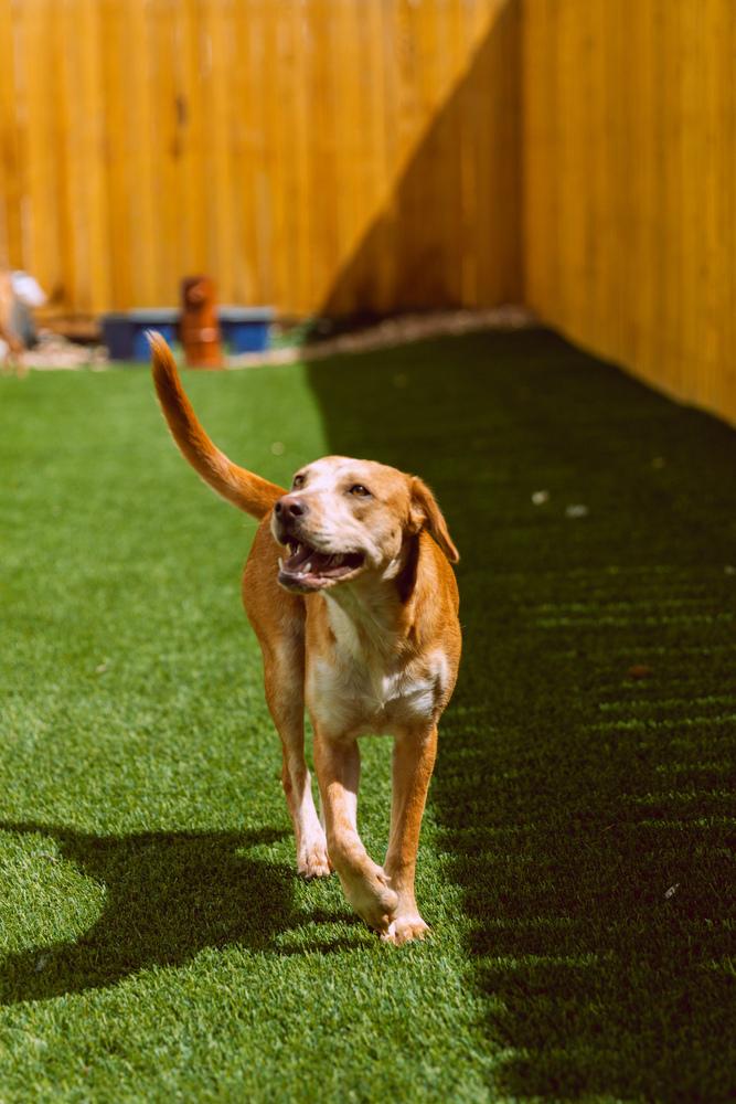 Enlarge Coltonobre / Callie, a Adoptable mixed breed in Broomfield, CO image 6/6