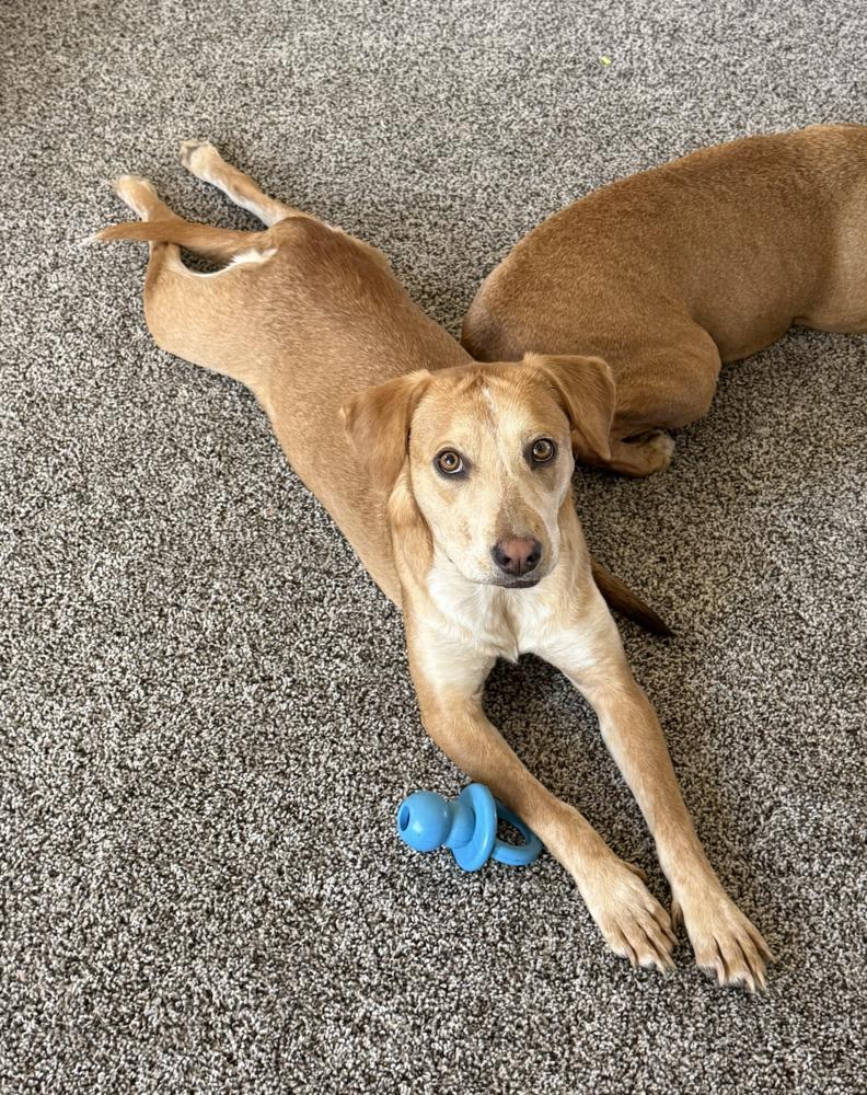 Coltonobre / Callie, a Adoptable mixed breed in Broomfield, CO image 6/6
