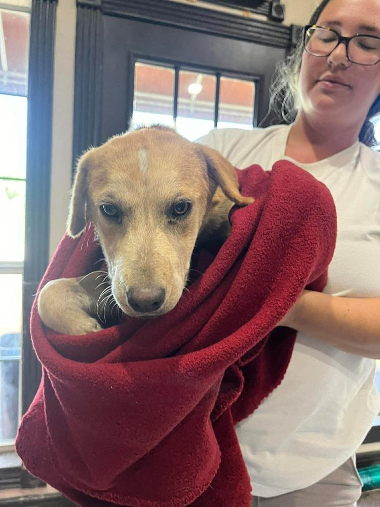 Enlarge Coltonobre / Callie, a Adoptable mixed breed in Broomfield, CO image 3/3