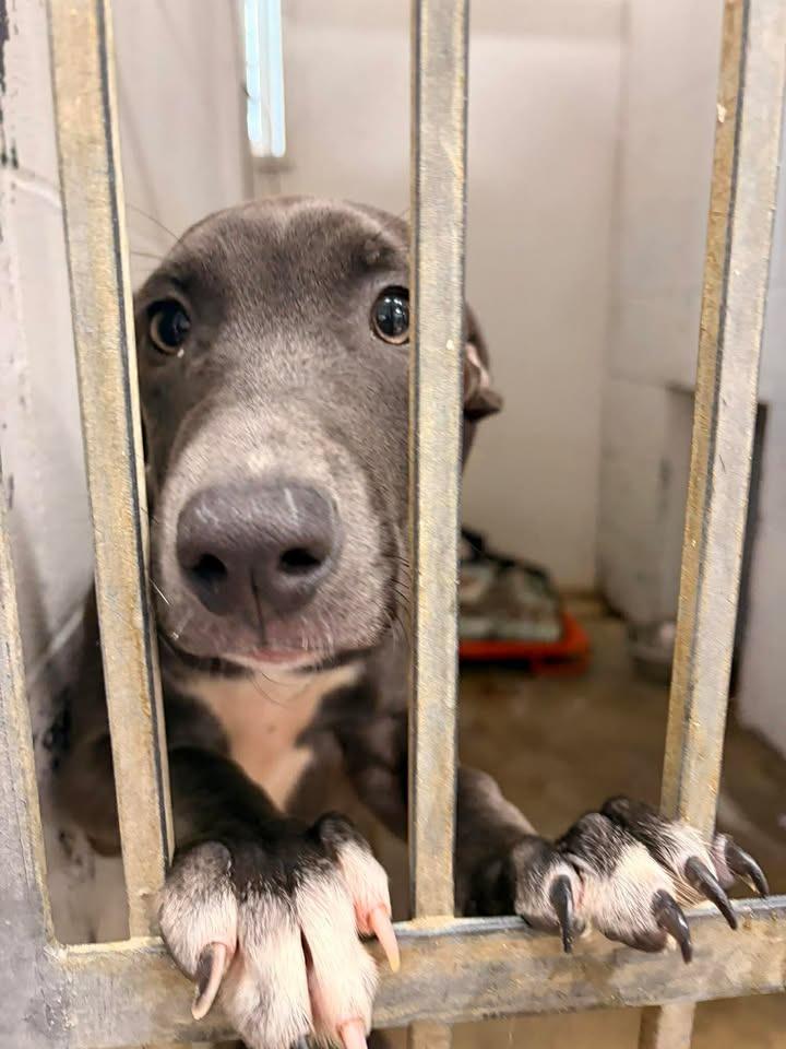 Sugar Honey Ice Tea, Adoptable, Puppy Female Mixed Breed.