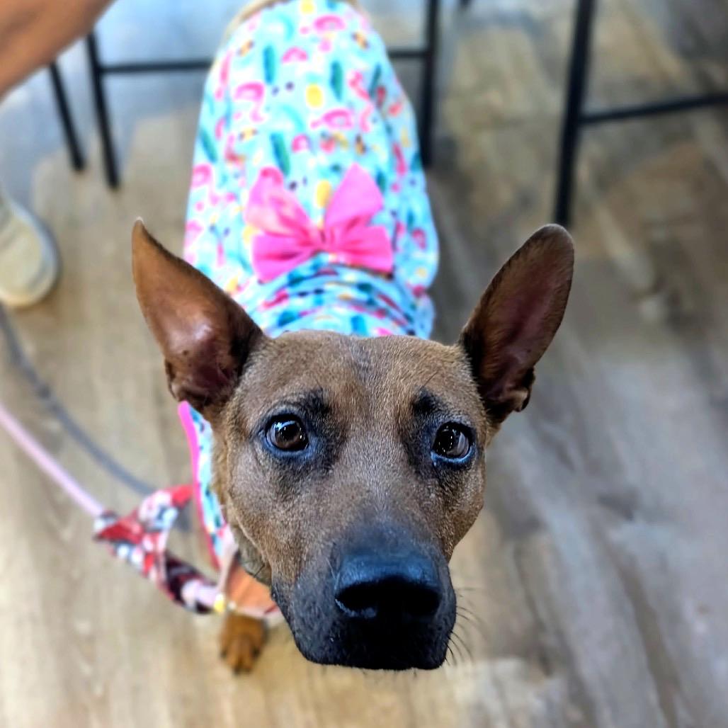 Enlarge 603 (2026) Mama Penny, a Adoptable mixed breed in Parker, CO image 5/6