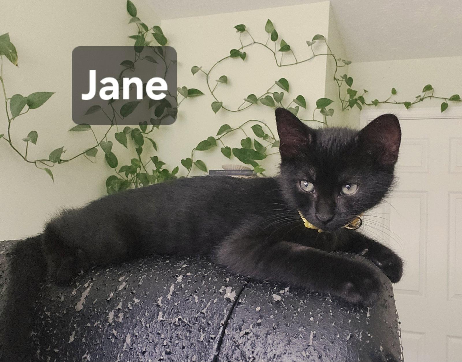 Jane, Adoptable, Kitten Female Domestic Short Hair.