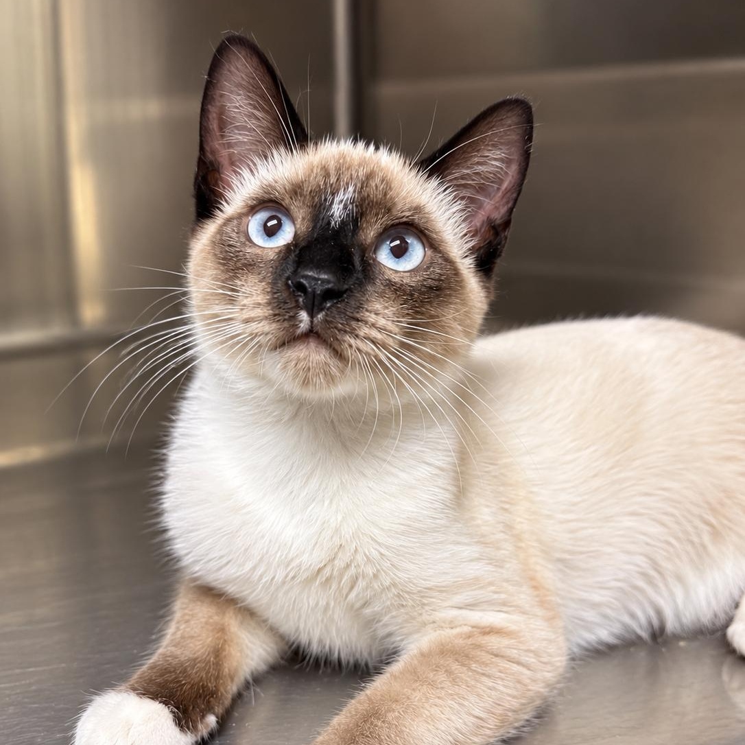 Enlarge Mochi (from the coffee litter), a Adoptable Siamese in Sacramento, CA image 2/6