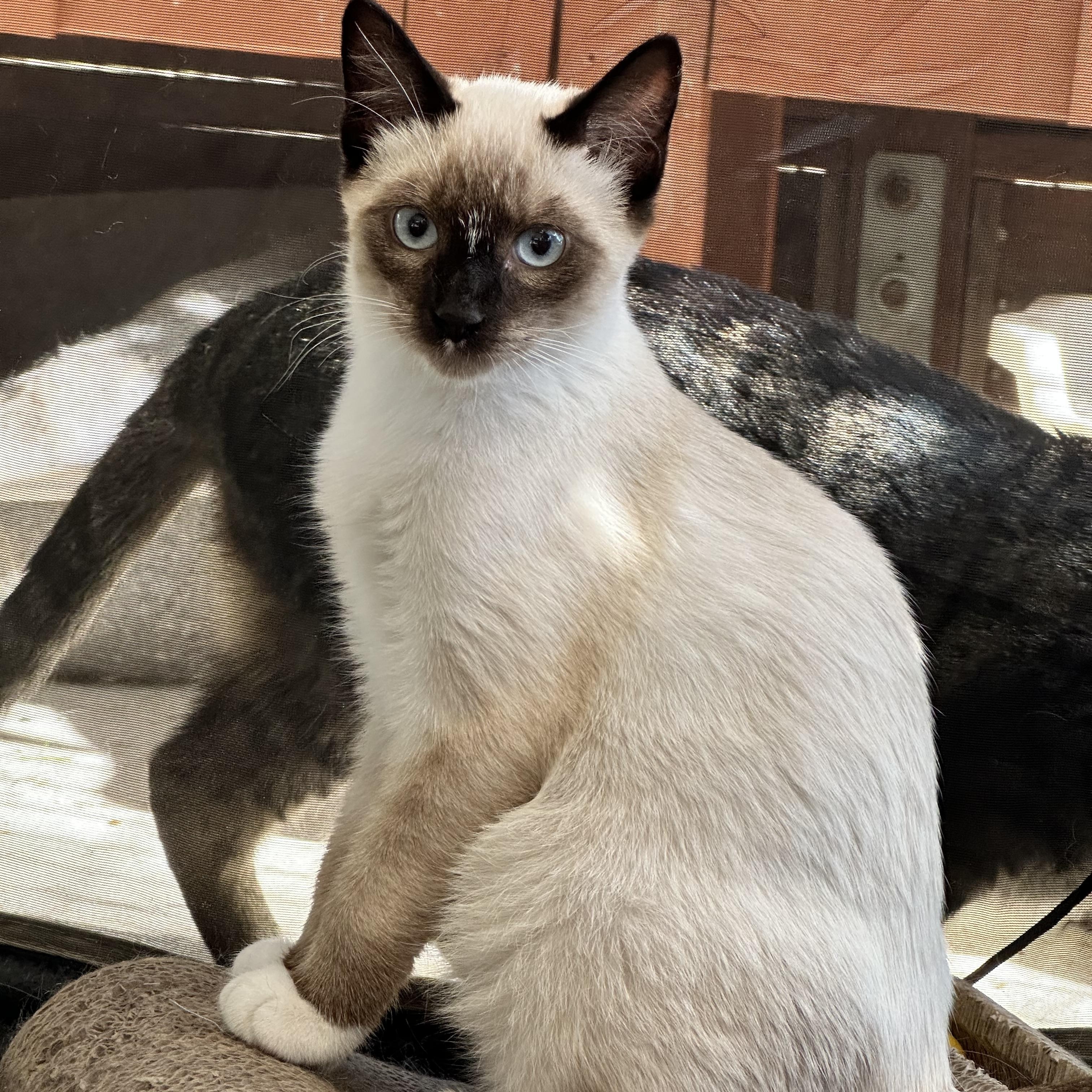 Enlarge Mochi (from the coffee litter), a Adoptable Siamese in Sacramento, CA image 1/6