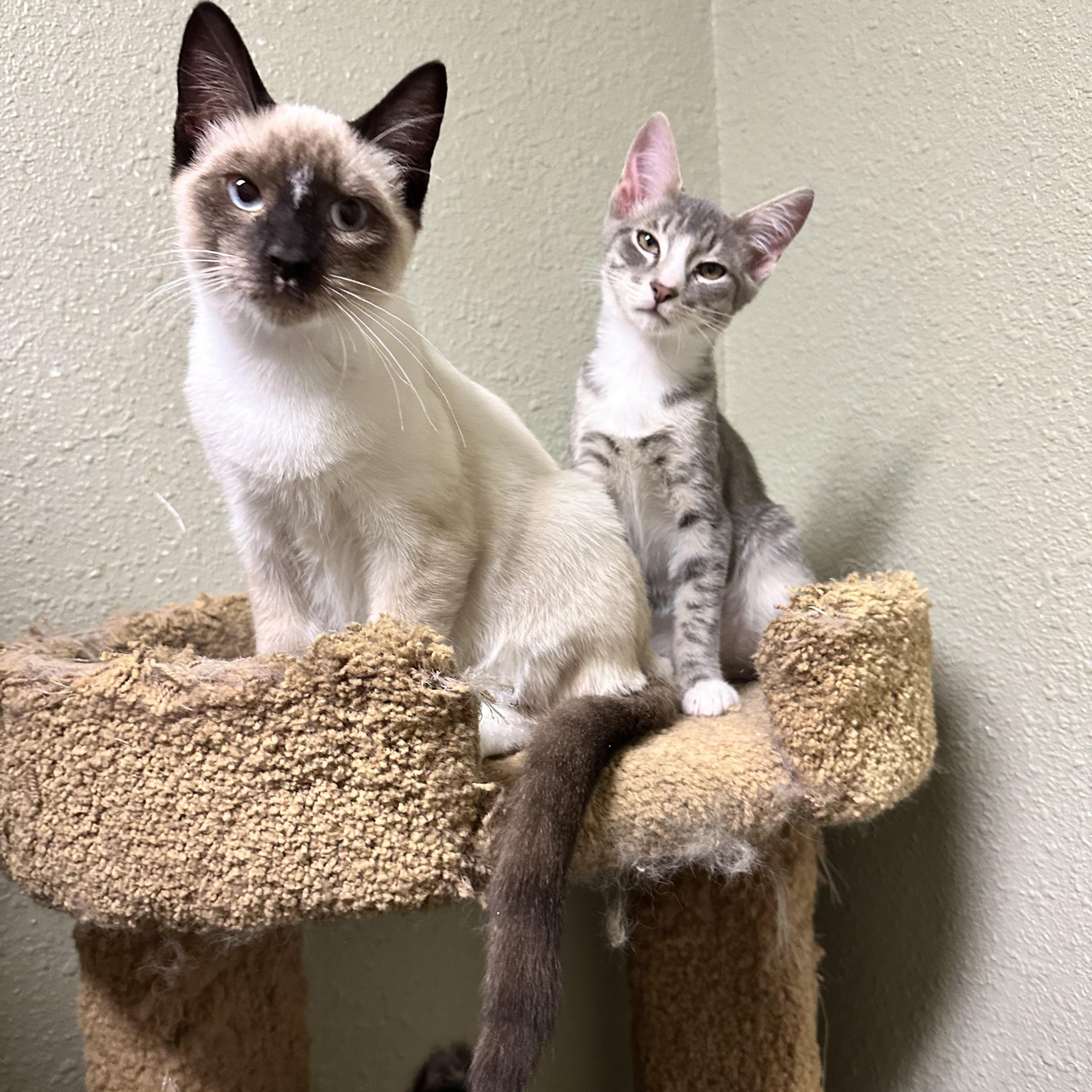 Enlarge Mochi (from the coffee litter), a Adoptable Siamese in Sacramento, CA image 3/6