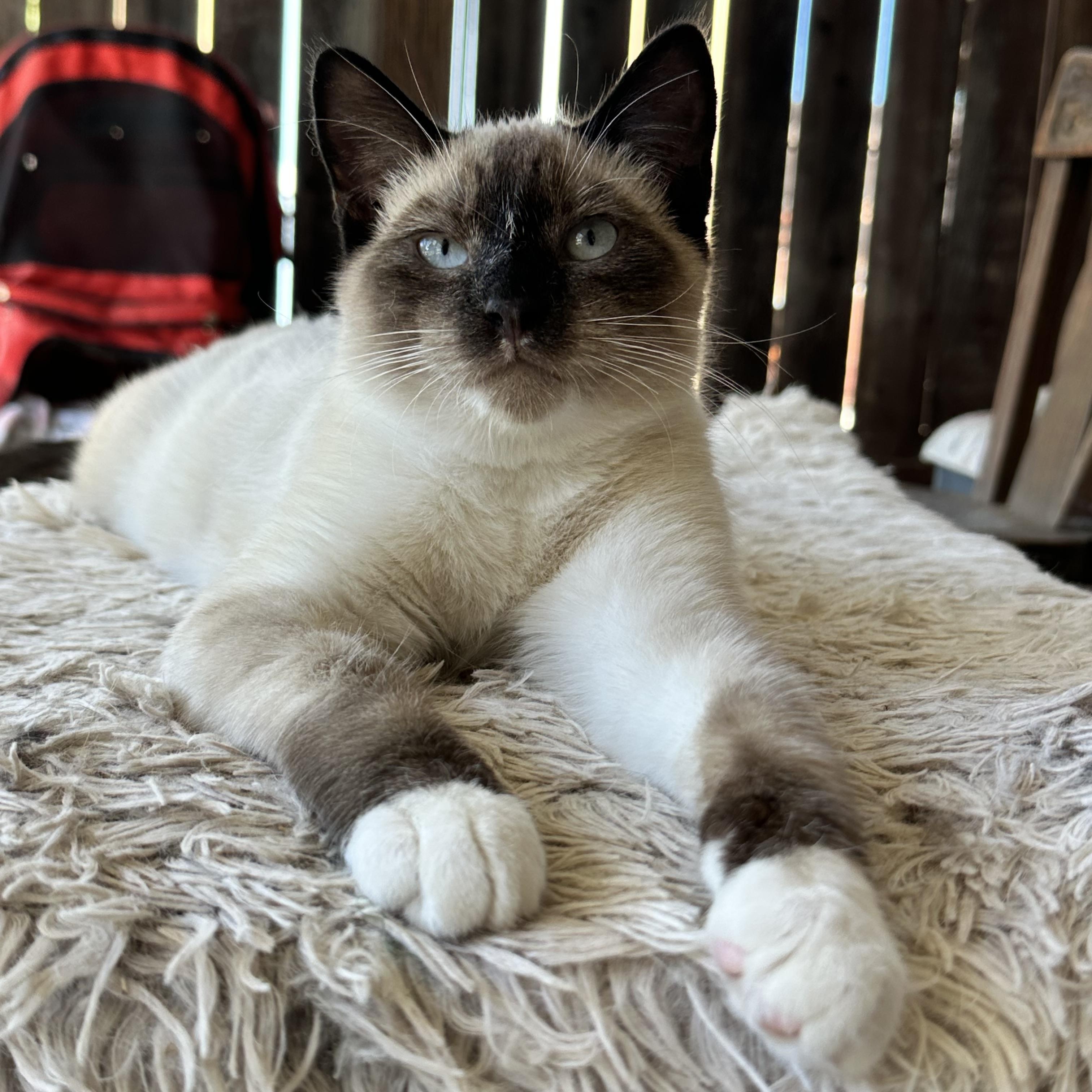 Enlarge Mochi (from the coffee litter), a Adoptable Siamese in Sacramento, CA image 6/6
