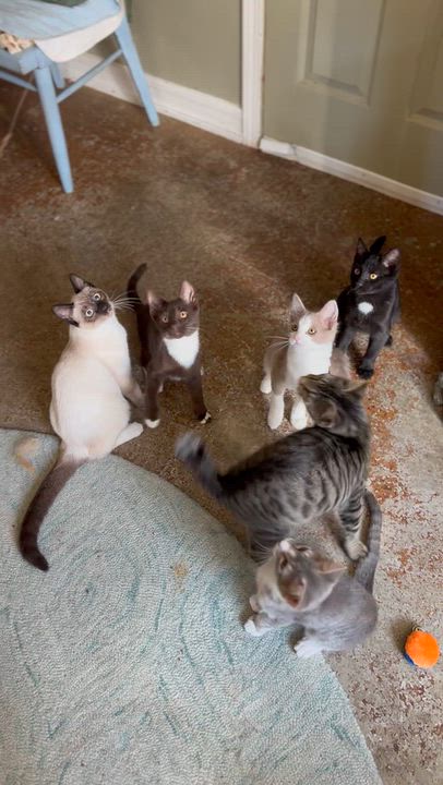 Enlarge Mochi (from the coffee litter), a Adoptable Siamese in Sacramento, CA video 4/6