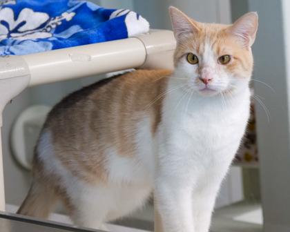 Yoshi, Adoptable, Adult Male Domestic Short Hair.