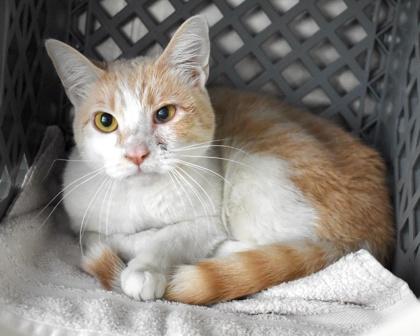 Yoshi, a Adoptable Domestic Short Hair in West Seneca, NY image 1/3