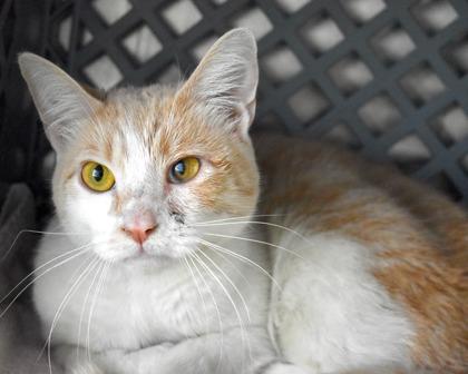 Yoshi, a Adoptable Domestic Short Hair in West Seneca, NY image 2/3