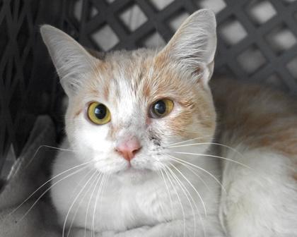 Yoshi, a Adoptable Domestic Short Hair in West Seneca, NY image 3/3