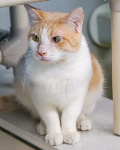 Enlarge Yoshi, a Adoptable Domestic Short Hair in West Seneca, NY image 2/3