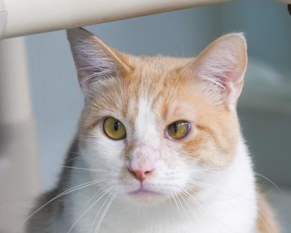 Enlarge Yoshi, a Adoptable Domestic Short Hair in West Seneca, NY image 3/3