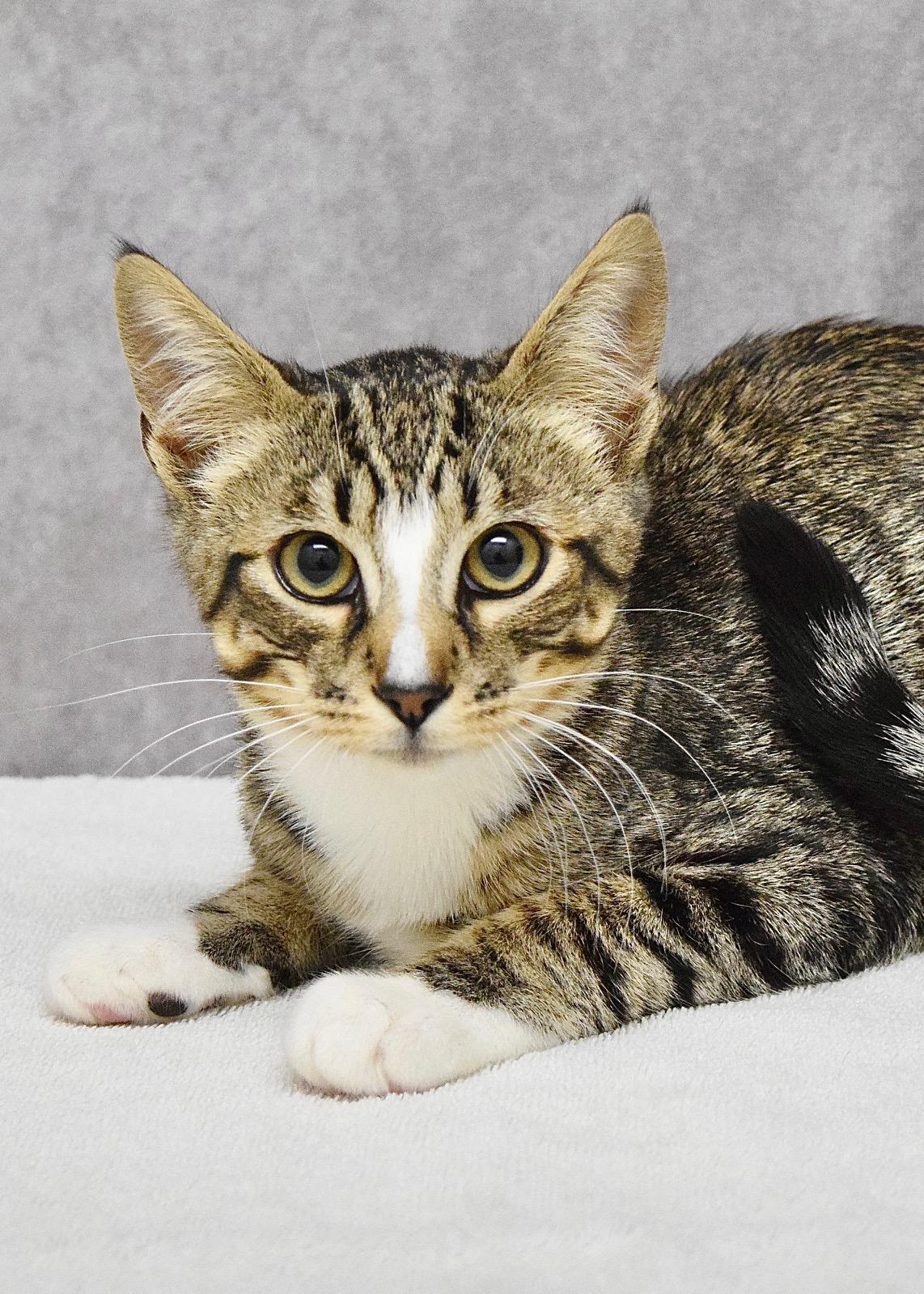 Champ, ADOPTABLE, Kitten Male Domestic Short Hair.