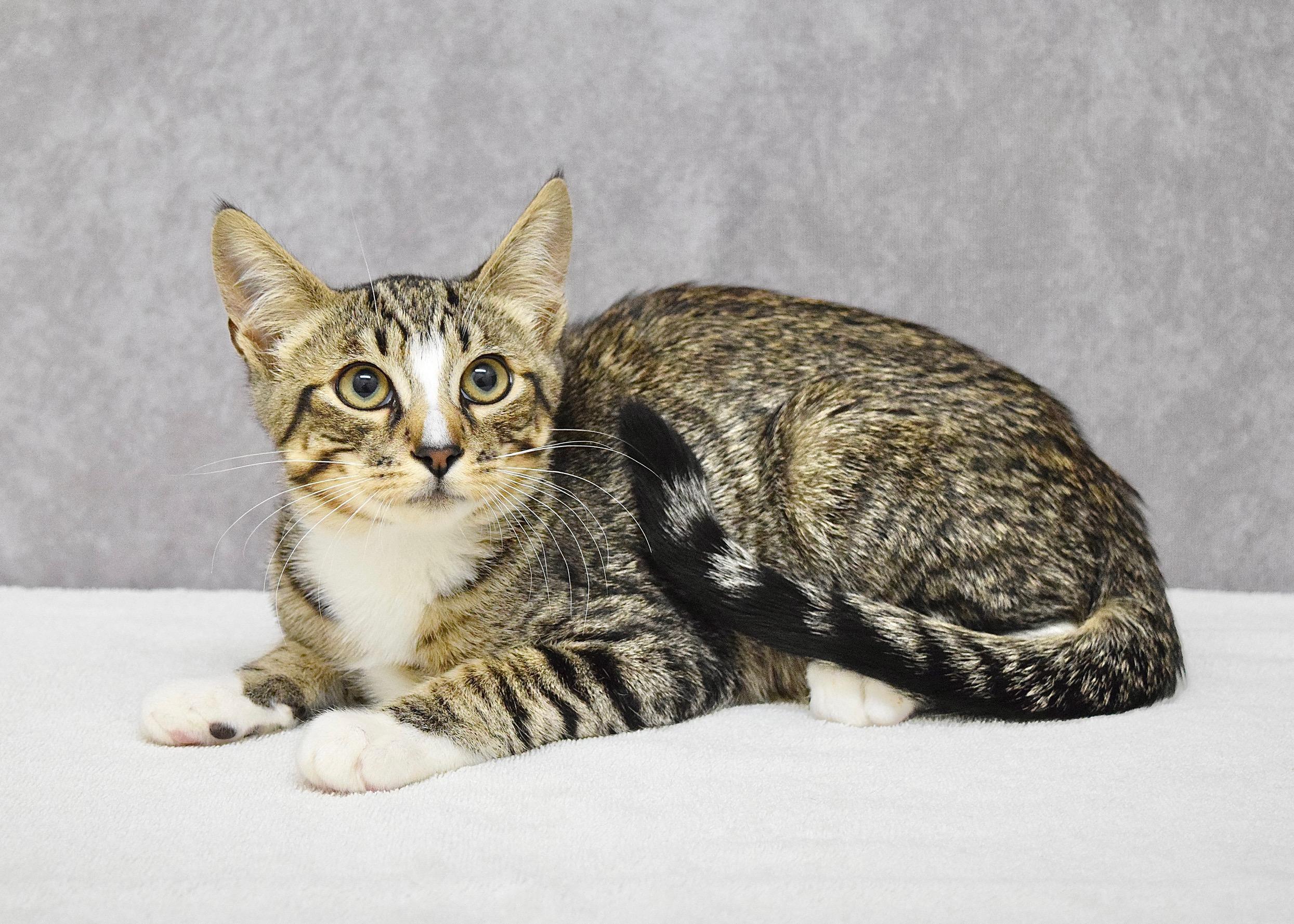 Champ, a ADOPTABLE Domestic Short Hair in Dublin, CA image 2/2