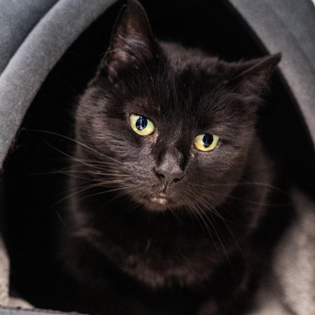 Ozzy, Adoptable, Senior Female Domestic Short Hair.