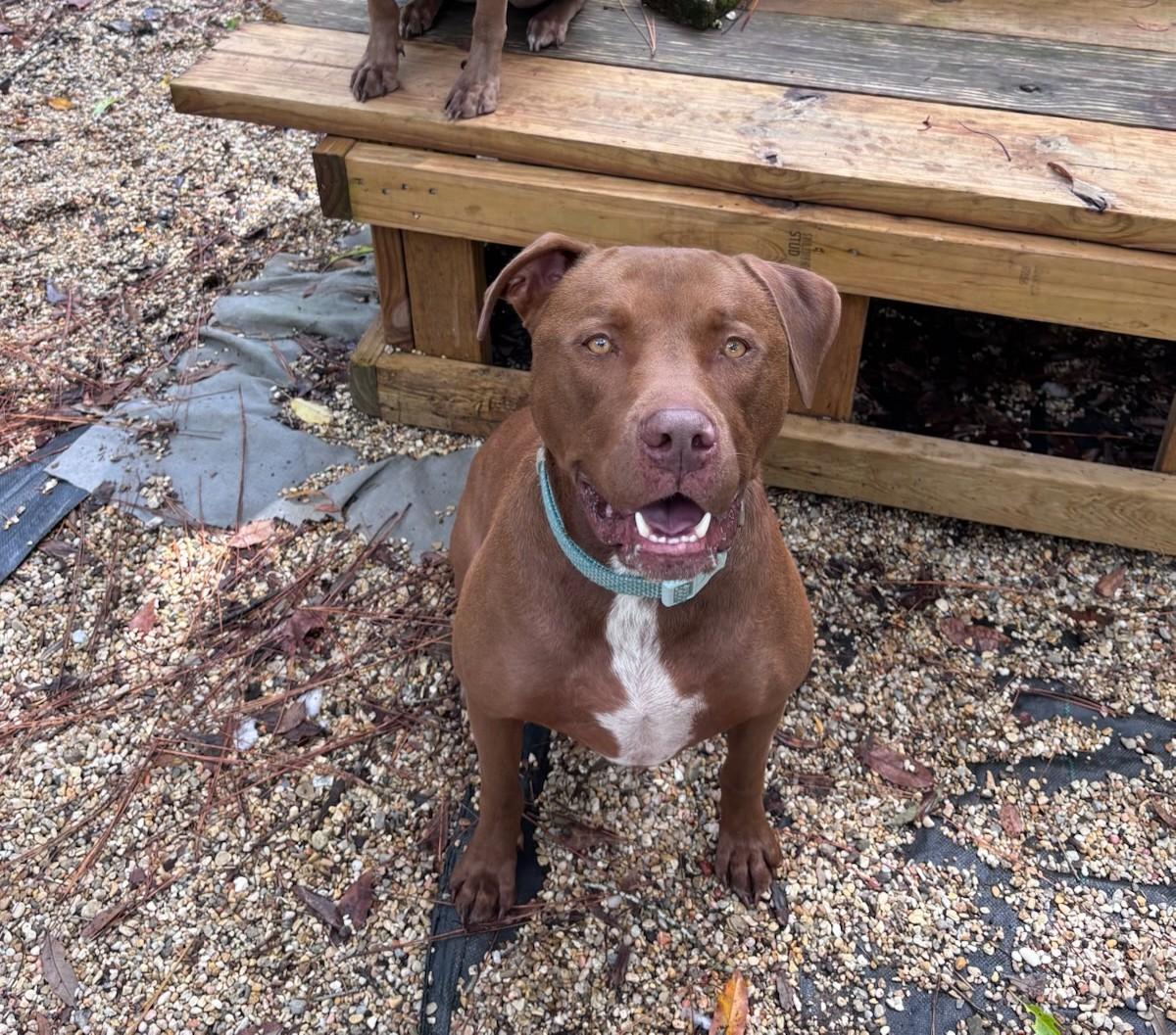 Mack, Adoptable, Young Male Chocolate Labrador Retriever.