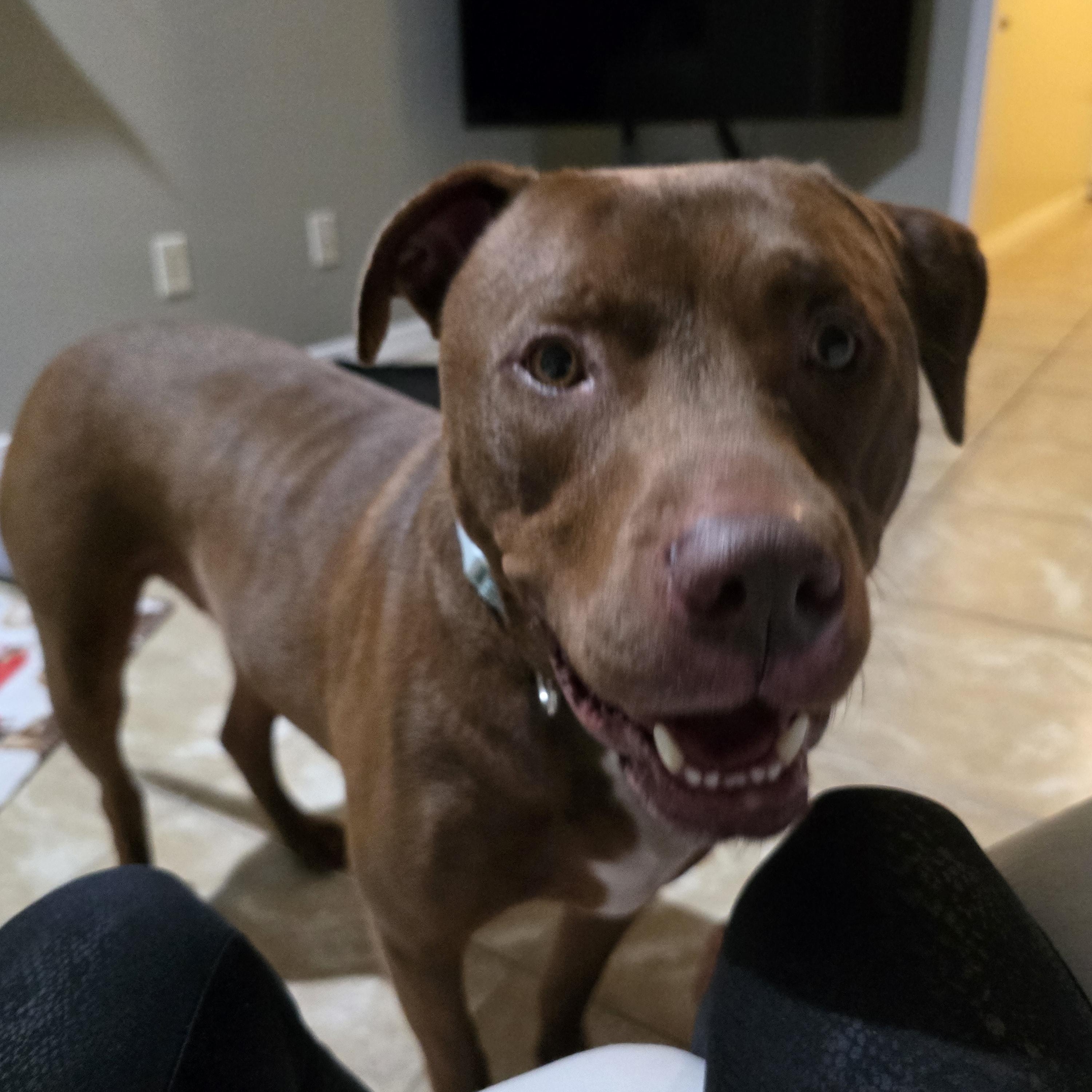 Enlarge Mack, a Adoptable mixed breed in PENSACOLA, FL image 2/5