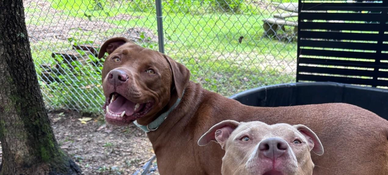 Enlarge Mack, a Adoptable mixed breed in PENSACOLA, FL image 3/5