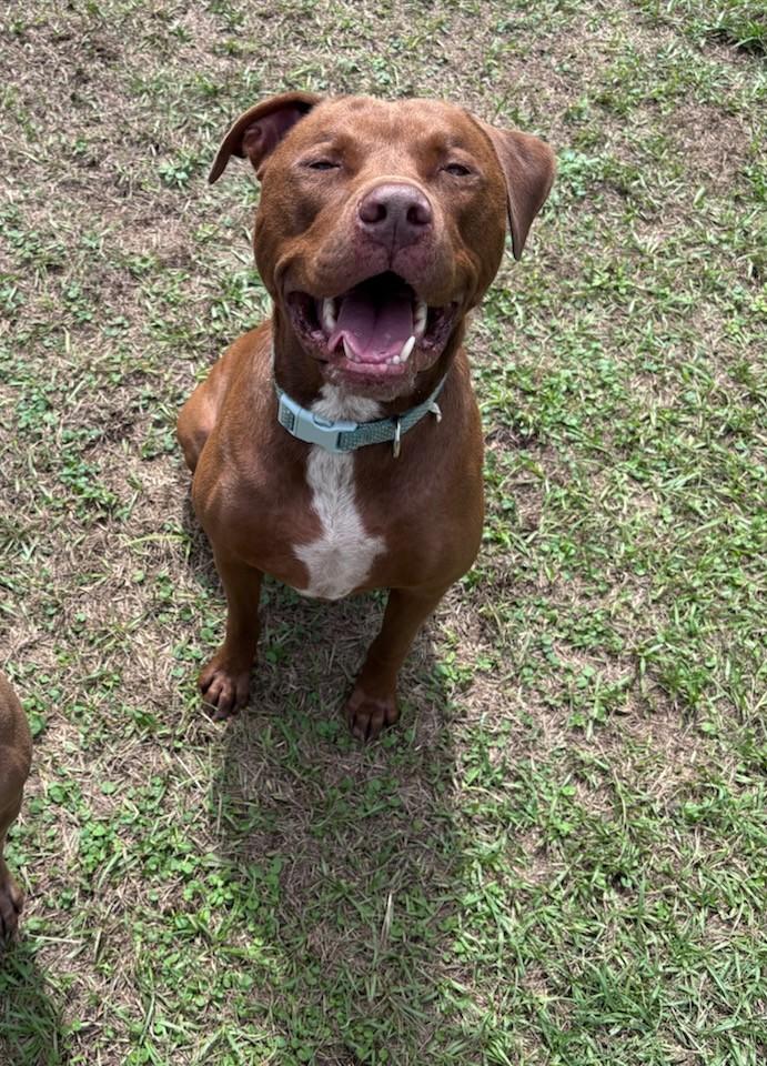 Enlarge Mack, a Adoptable mixed breed in PENSACOLA, FL image 4/5