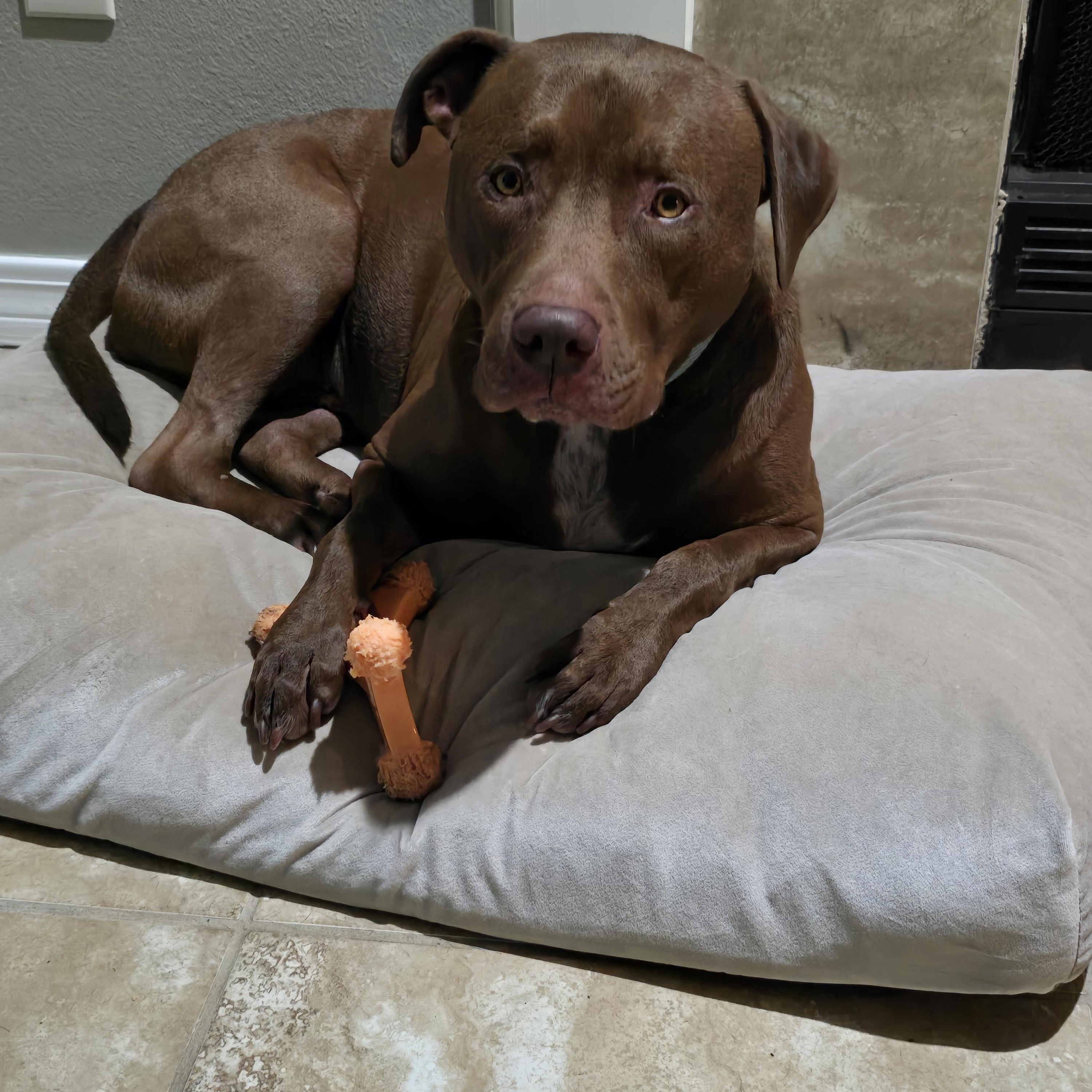 Enlarge Mack, a Adoptable mixed breed in PENSACOLA, FL image 5/5