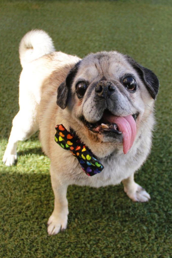 Enlarge Holmes, a Adoptable Pug in Gardena, CA image 1/6