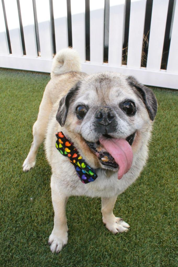 Enlarge Holmes, a Adoptable Pug in Gardena, CA image 2/6