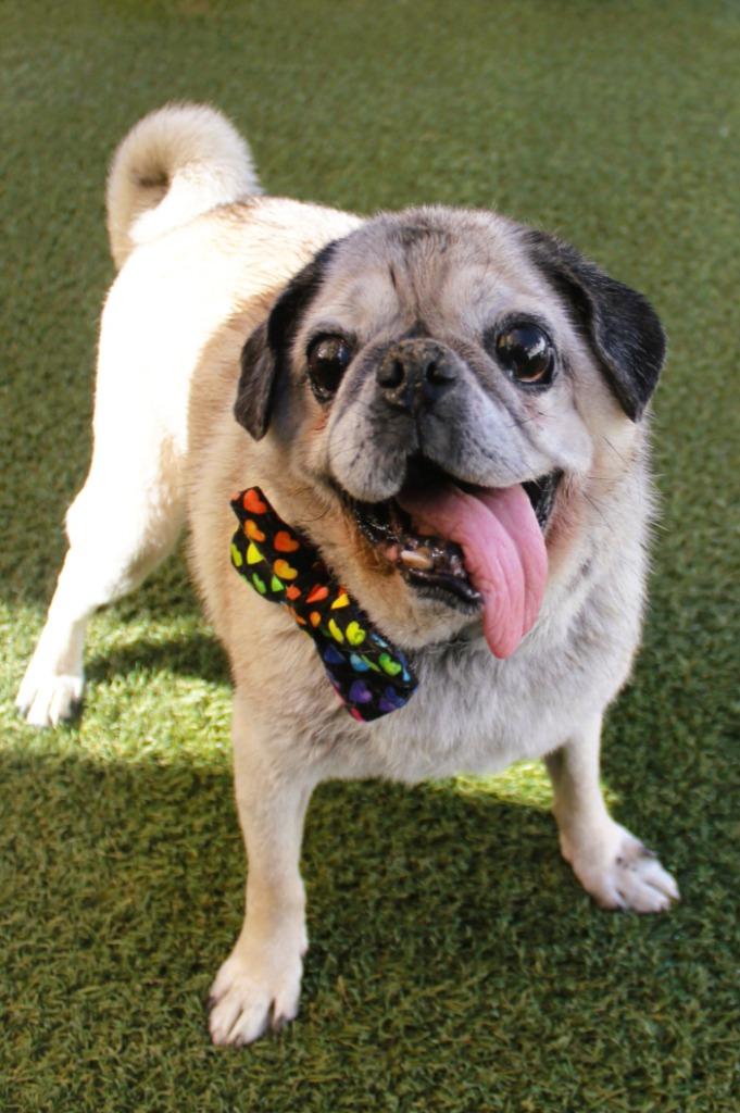 Enlarge Holmes, a Adoptable Pug in Gardena, CA image 3/6