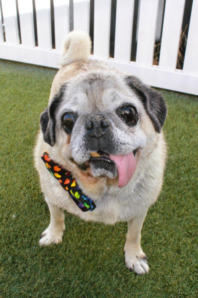 Enlarge Holmes, a Adoptable Pug in Gardena, CA image 4/6