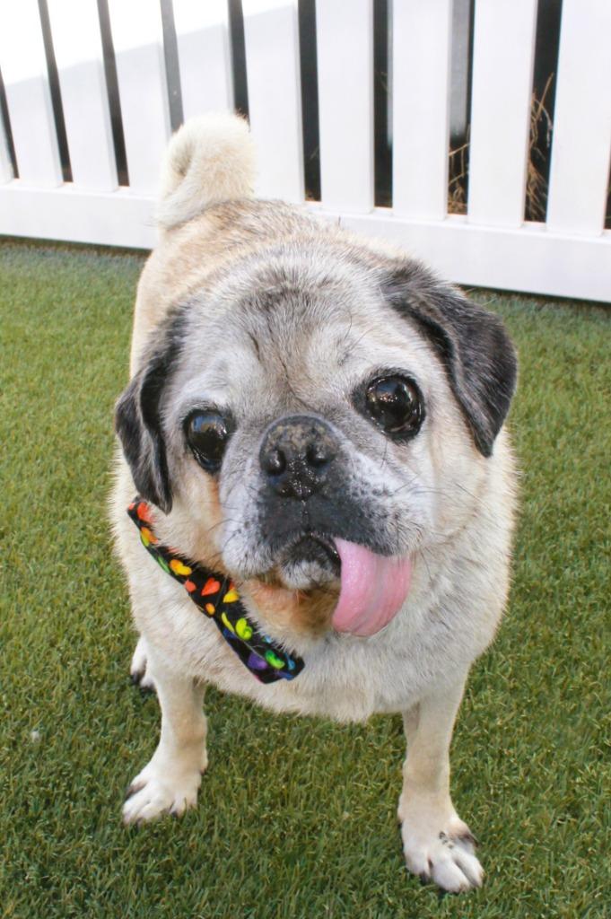 Enlarge Holmes, a Adoptable Pug in Gardena, CA image 5/6