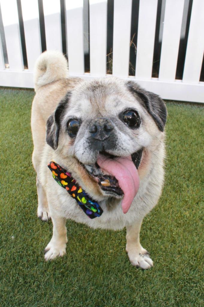 Enlarge Holmes, a Adoptable Pug in Gardena, CA image 6/6