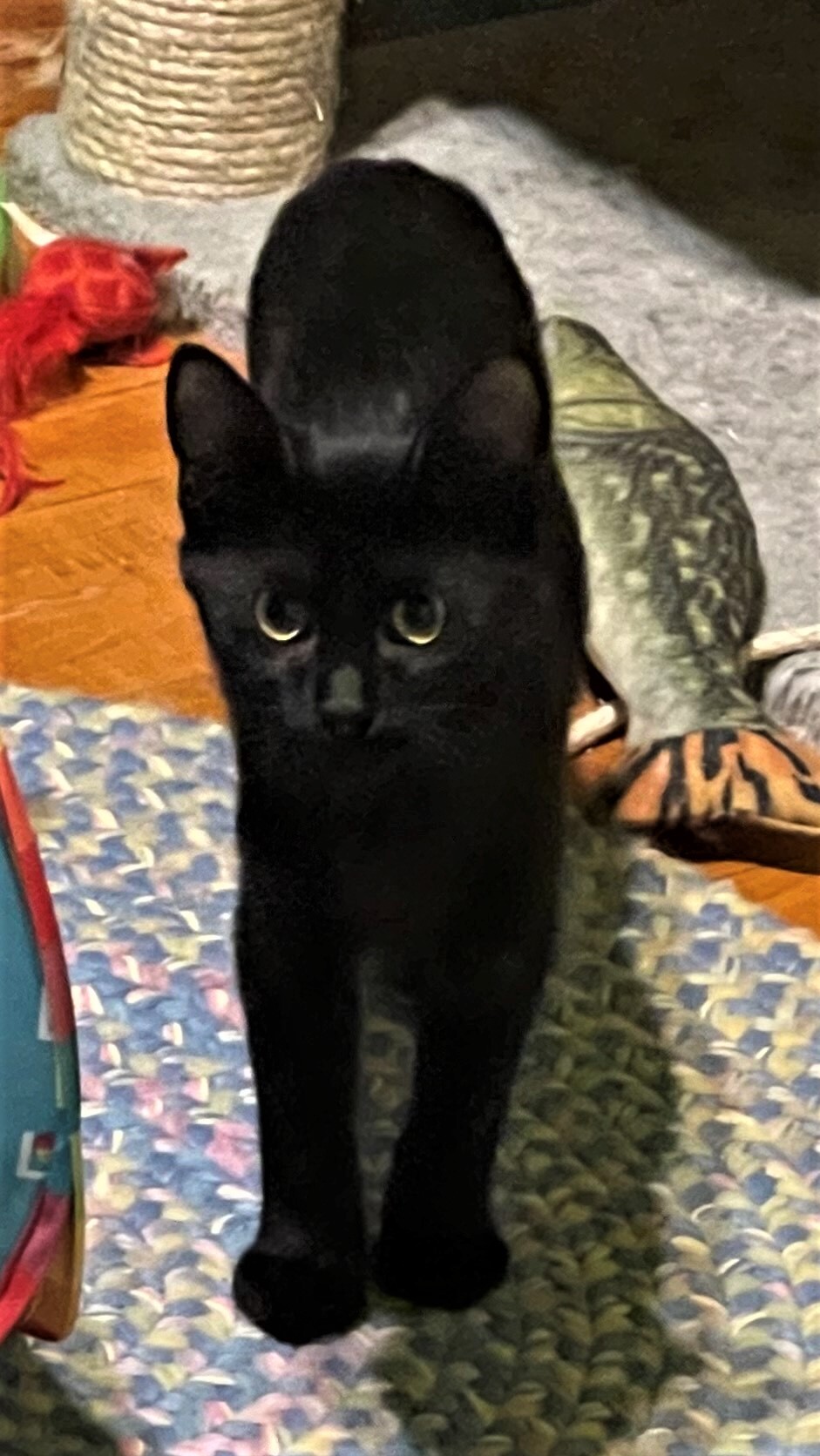 Julia, a Adoptable Domestic Short Hair in Whiting, IN image 1/10